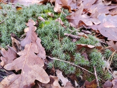 Polytrichum juniperinum
