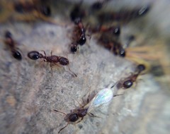 Cardiocondyla mauritanica