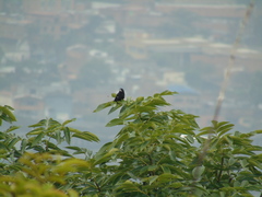 Sporophila crassirostris