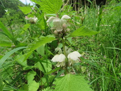 Lamium album barbatum