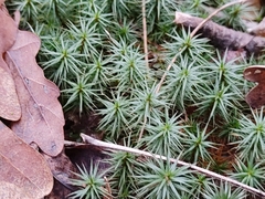 Polytrichum juniperinum