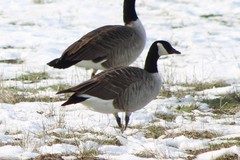 Branta canadensis parvipes