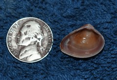 Polymesoda floridana