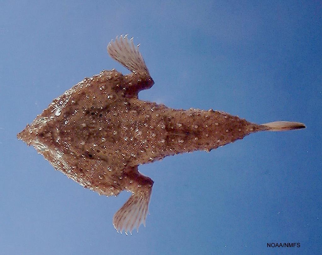 Slantbrow Batfish
