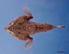 Slantbrow Batfish photo 1