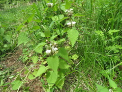Lamium album barbatum
