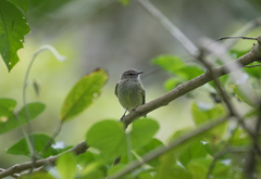 Myiopagis viridicata