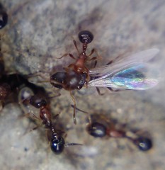 Cardiocondyla mauritanica