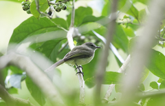 Myiopagis viridicata