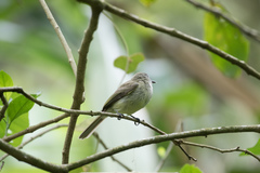 Myiopagis viridicata