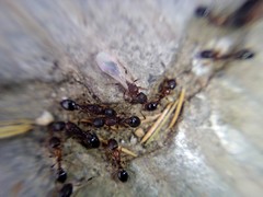 Cardiocondyla mauritanica