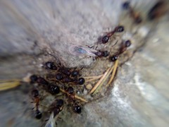 Cardiocondyla mauritanica