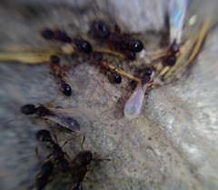 Cardiocondyla mauritanica