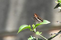 Adelpha syma