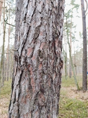 Pinus sylvestris