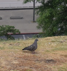 Patagioenas maculosa