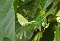 Pseudopieris nehemia