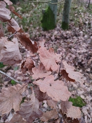 Quercus robur