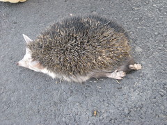 Paraechinus hypomelas