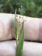 Dichanthelium aciculare
