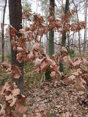 Quercus robur