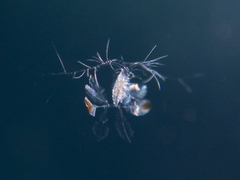 Calocalanus pavo