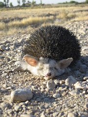 Paraechinus hypomelas