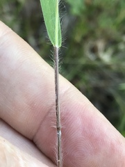 Dichanthelium aciculare