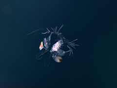 Calocalanus pavo