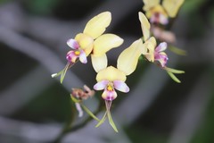 Diuris pulchella