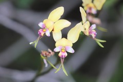 Diuris pulchella