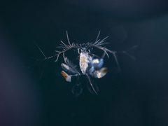 Calocalanus pavo