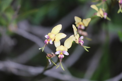 Diuris pulchella