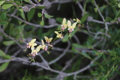 Diuris pulchella