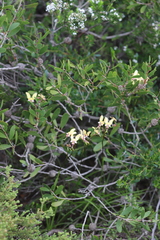 Diuris pulchella