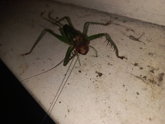 Cerberodon viridis