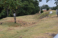 Patagioenas maculosa