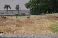 Patagioenas maculosa