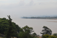 Patagioenas maculosa