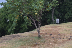 Patagioenas maculosa