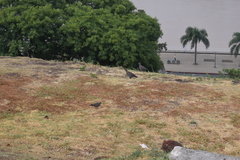 Patagioenas maculosa