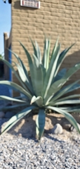 Agave weberi