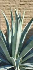 Agave weberi