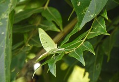 Pseudopieris nehemia