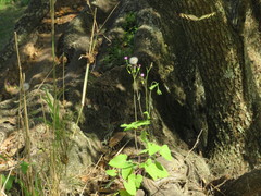 Emilia sonchifolia image