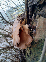 Pleurotus ostreatus