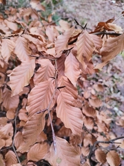 Fagus sylvatica