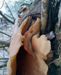 Pleurotus ostreatus