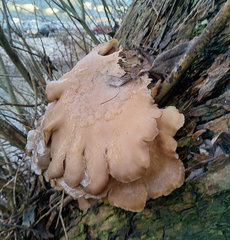 Pleurotus ostreatus