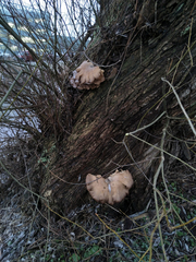Pleurotus ostreatus